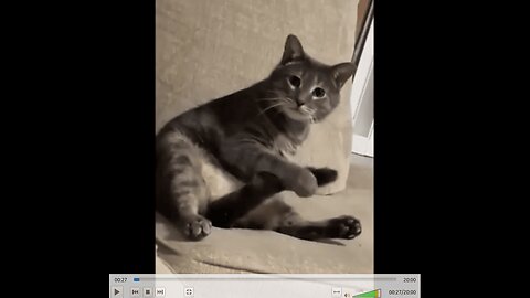 When Animals Forget How to Animal
