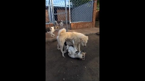 Dog video