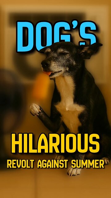 BREAKING NEWS: Local dog declares war on summer. Demands AC, popsicles, and personal fan.