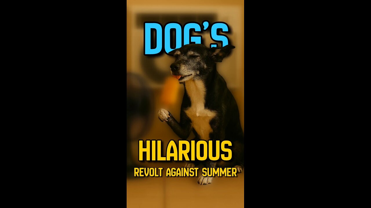 BREAKING NEWS: Local dog declares war on summer. Demands AC, popsicles, and personal fan.