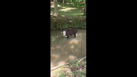 Calf cooling off in the creek.