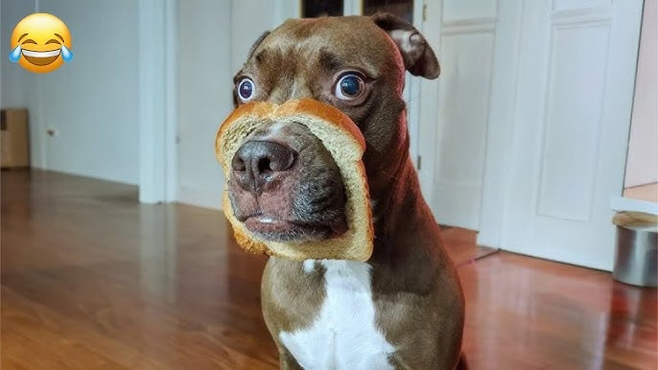 Funniest Animal Videos Ever (Part 14)