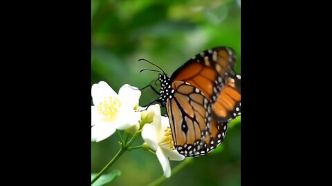 beautiful butterfly