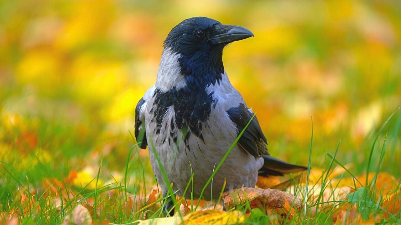 Hooded Crow Waiting to be Fed on a Field of Fallen Leaves