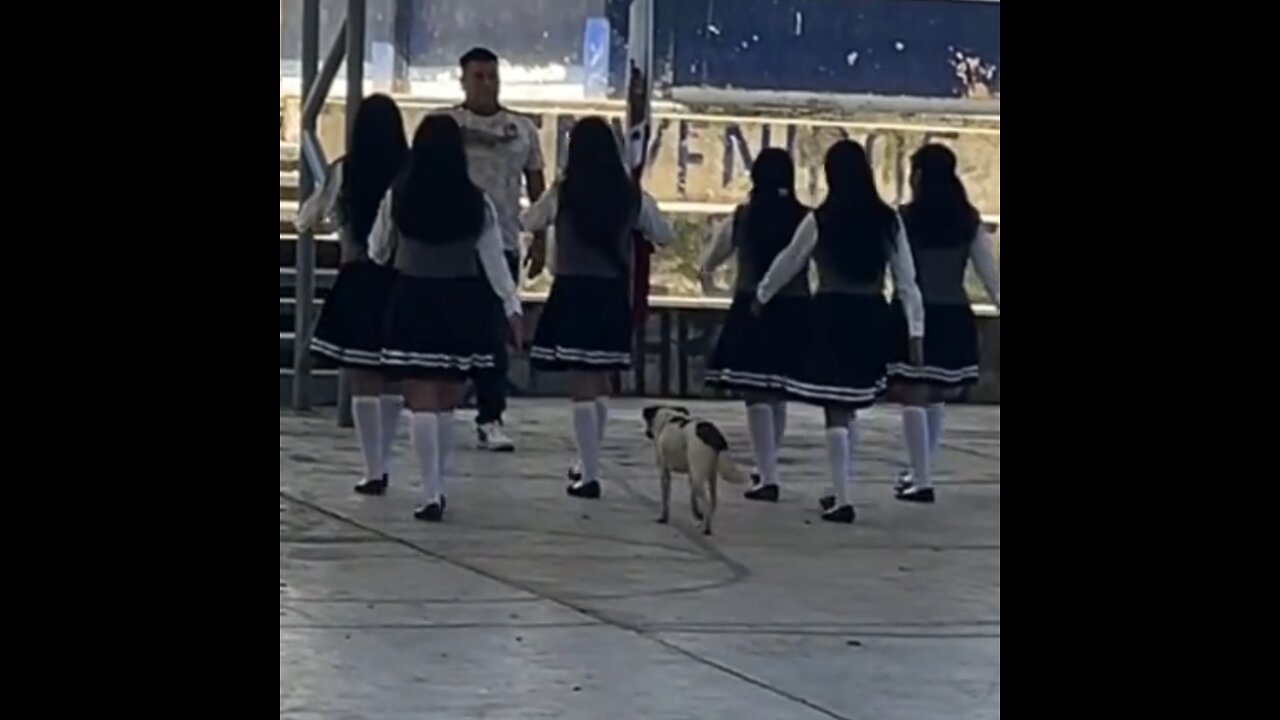 El primer día de Firulais en la escuela