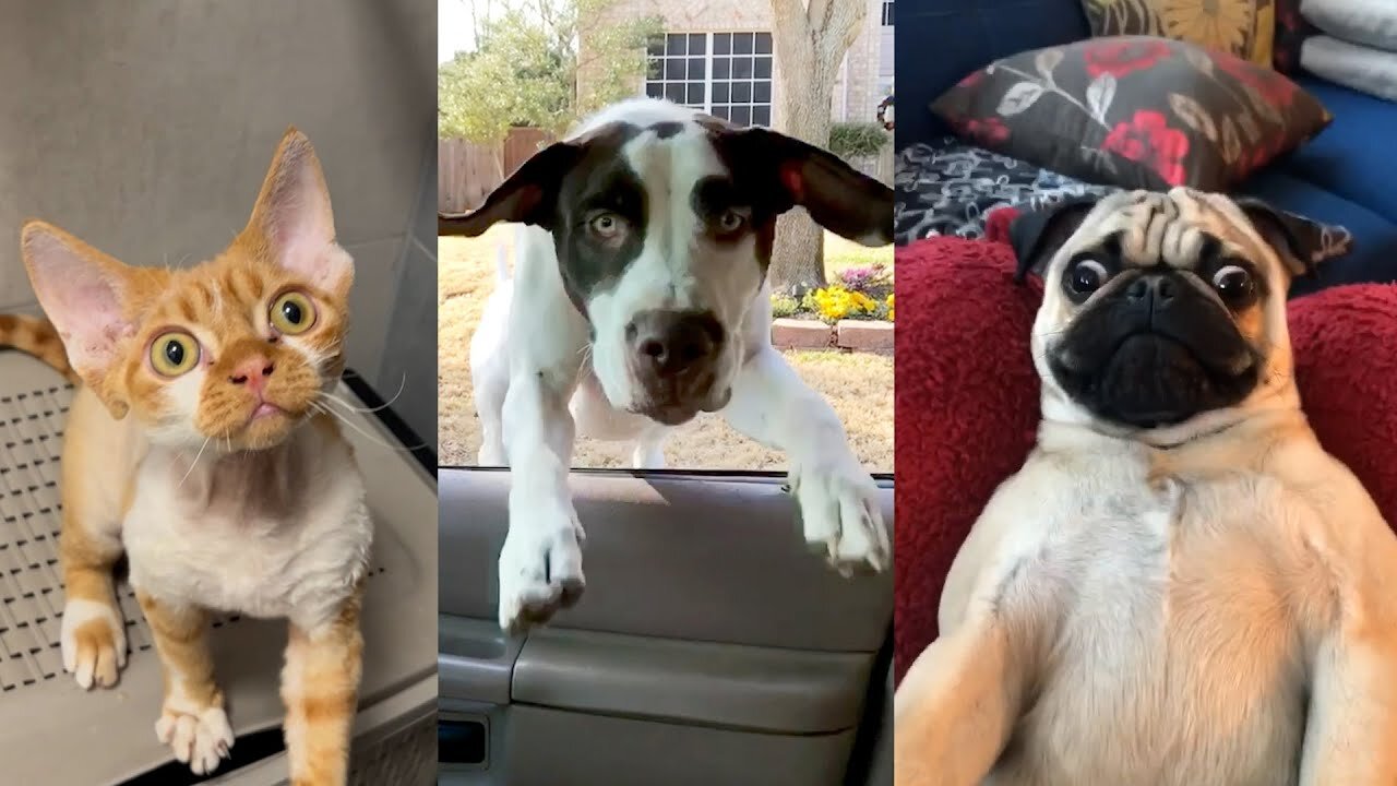 2025’s Funniest Dogs & Cats 😂 You Won’t Stop Laughing! | You Laugh You lose 😍😸😹 #Ep03