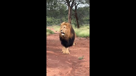 the king of the jungle