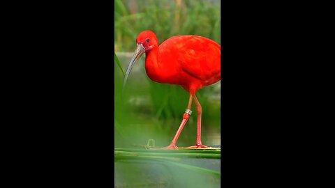 The bird in the video is a Scarlet Ibis (Eudocimus ruber)