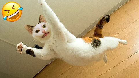 Funniest Animals 2023😂 Funniest Cats and Kittens Videos That Will Make You Laugh 😻