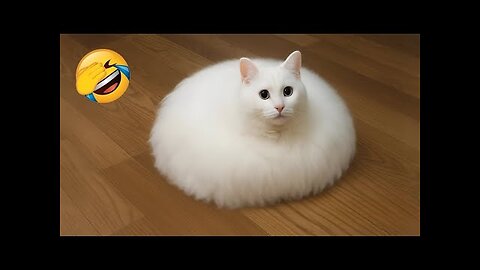 Funny ANIMALS videos 😂 | Funniest Cats and Dogs 2025 🐶😼