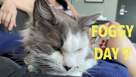 Sick Kitty ! - Foggy Day 9