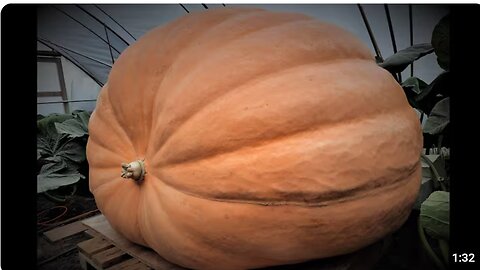 Timelapse | From seed to 600kg Giant Pumpkin