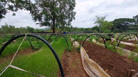 Full & Puli Organised Onion Trees 🌱 | Must Watch Farming Style!