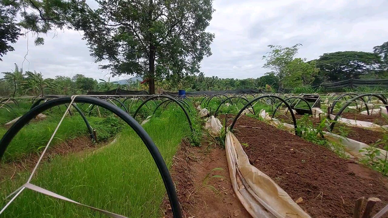 Full & Puli Organised Onion Trees 🌱 | Must Watch Farming Style!