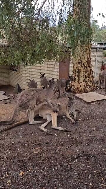 Kangaroo diaries in Australia 🇦🇺