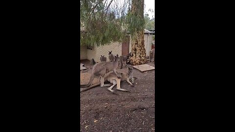 Kangaroo diaries in Australia 🇦🇺