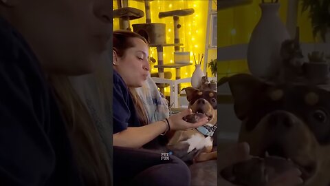 Funny Animals #funnyanimals #pets #animals #shorts