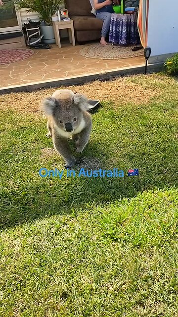 Australian koala