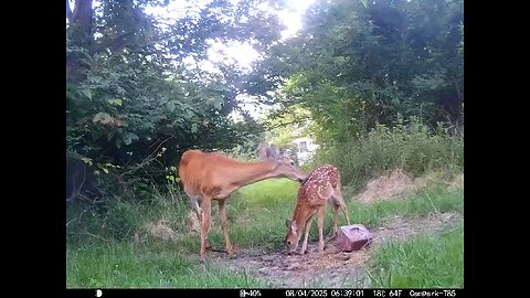 Deer Cam 08-04-2025 Doe And Fawn Game Cam Trail Cam
