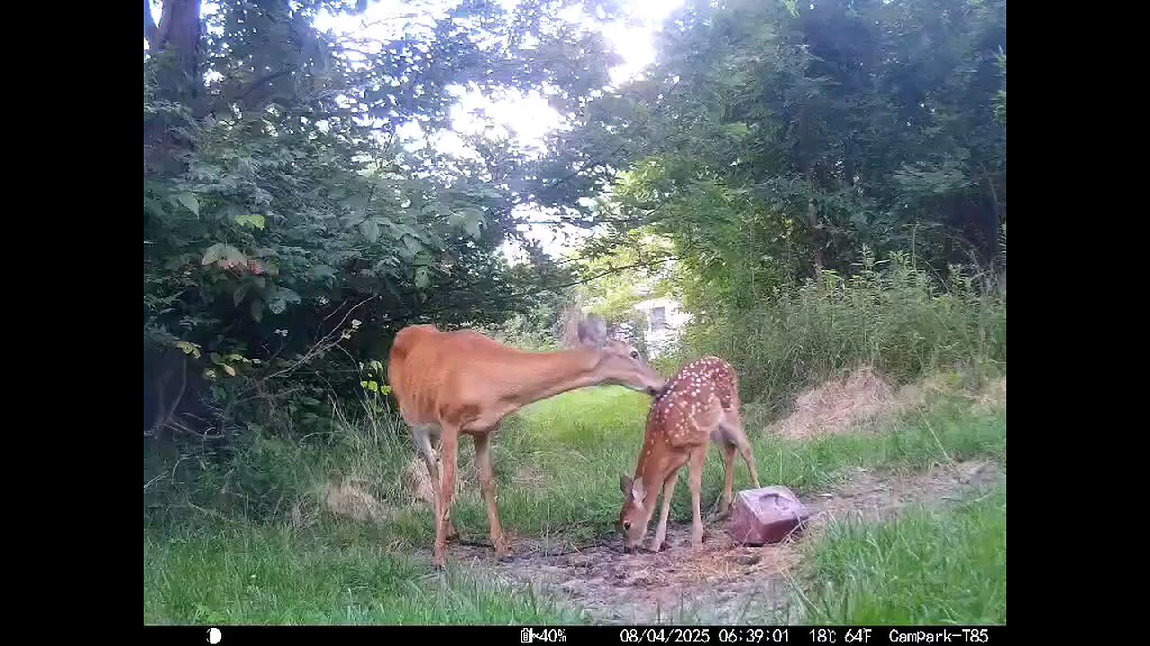 Deer Cam 08-04-2025 Doe And Fawn Game Cam Trail Cam