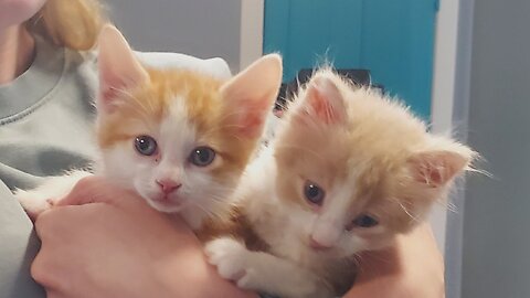 Pet of the Week: Ronald & Duke at Granny Rose Animal Shelter