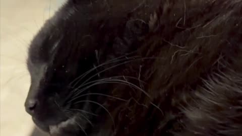 Cute Precious Piper Create a Win-Win Situation - My Adopted Shelter Cat Vlog #shorts