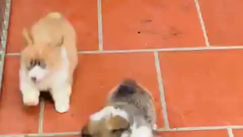 Cute Puppy