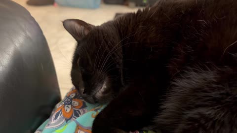 Cute Precious Piper Keeps Me Nice and Warm -My Adopted Shelter Cat Vlog