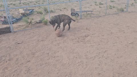 Developing off switch in home protection dogs