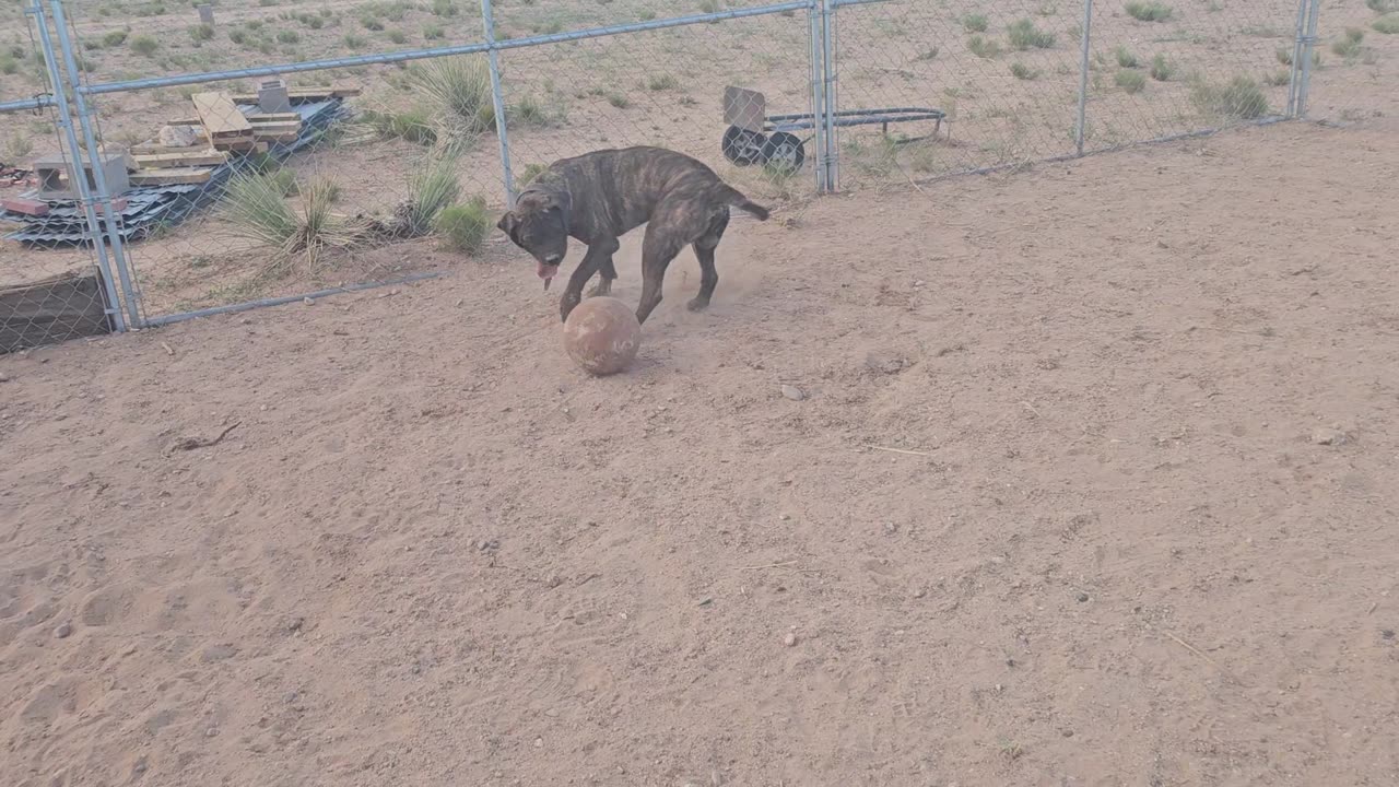 Developing off switch in home protection dogs