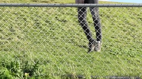how animals get over a fence