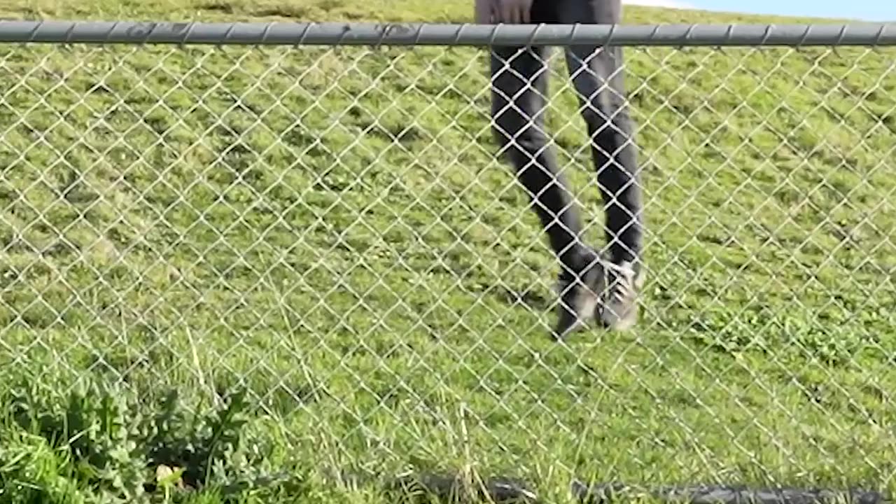 how animals get over a fence