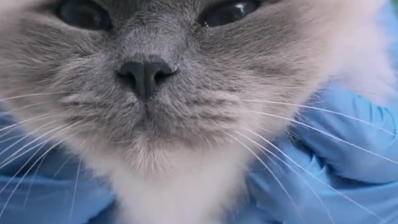 Your Cat Just Discovered Zoomies at 3AM 🕒🐾