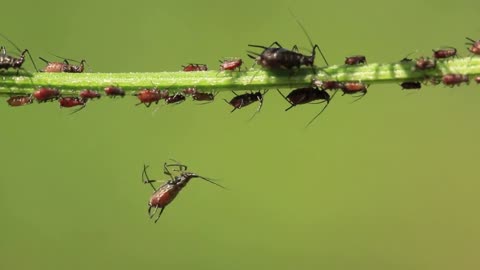 Philodendron Birkin Pests and Diseases