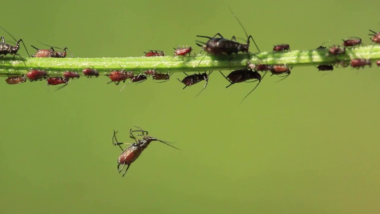 Philodendron Birkin Pests and Diseases