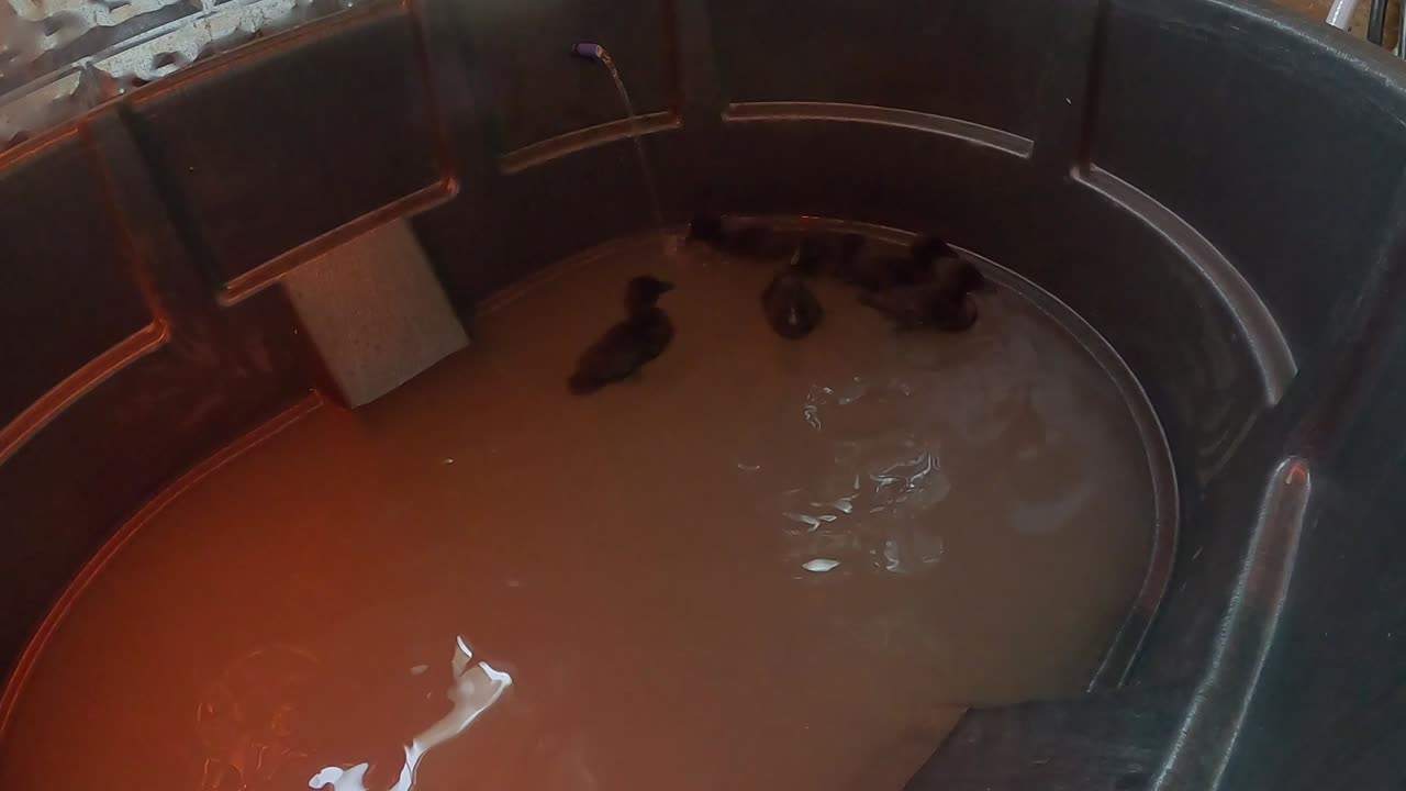 Flock it Farm: Cayuga ducklings taking a swim