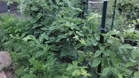 Checking In With The Garden!