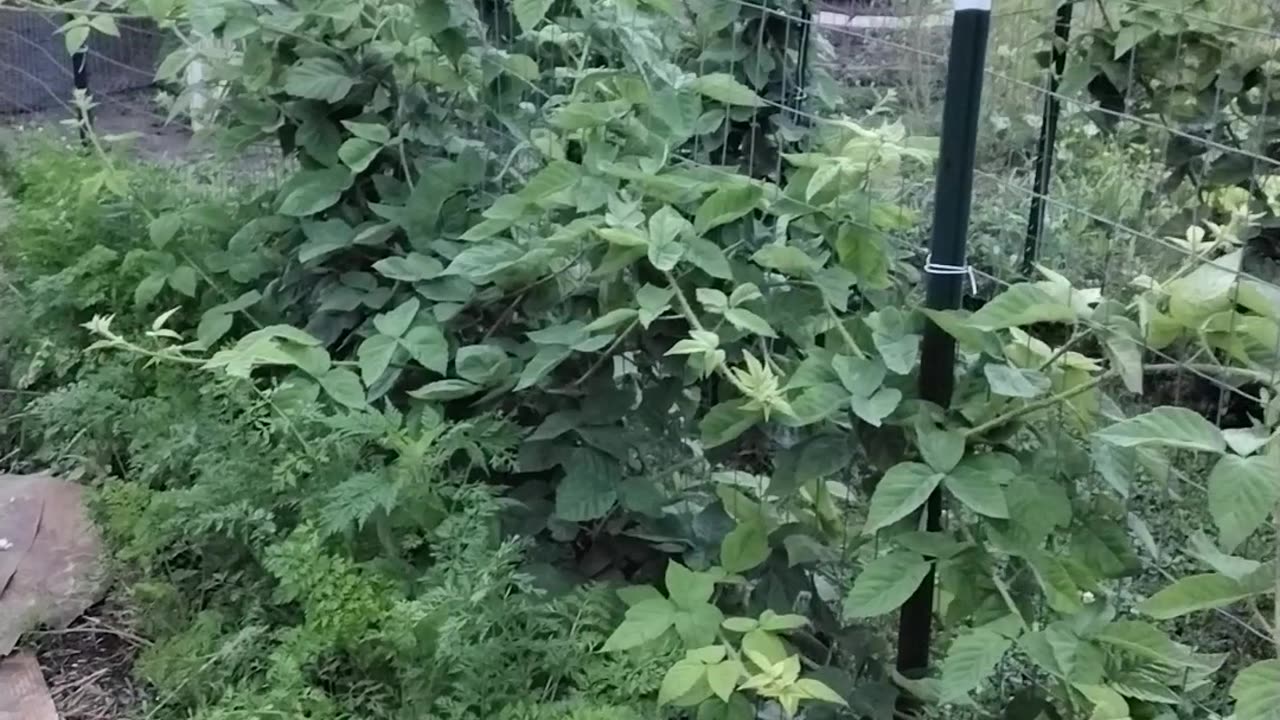Checking In With The Garden!