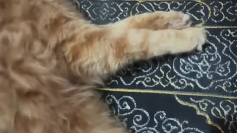Funny cats videos _ cute cats video_