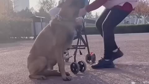 smart 👍 dog