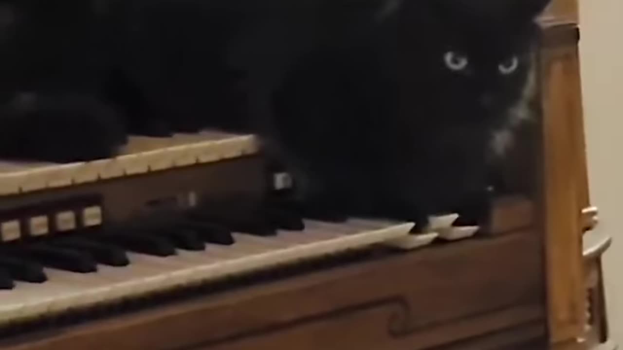 Cats instinctively hide illness, often until it's too late to help them.