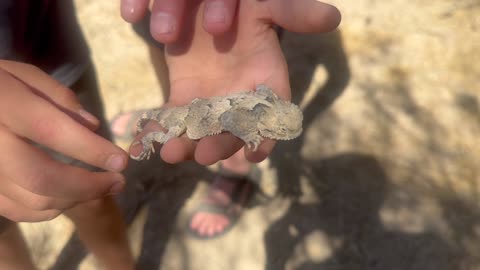 Wildlife Bros The Desert Horny Toad
