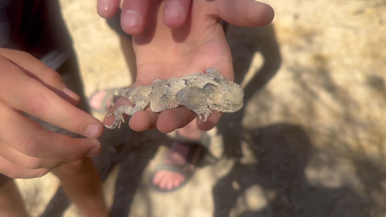 Wildlife Bros The Desert Horny Toad