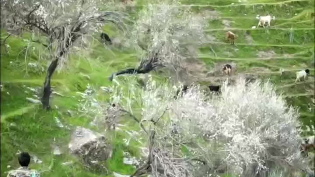 Aru nature