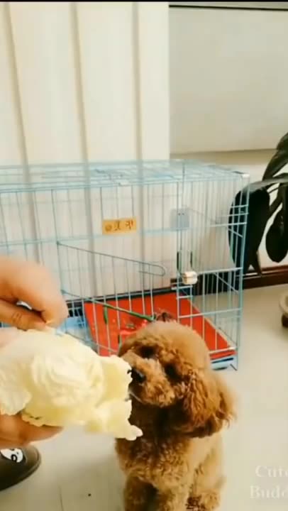 Funny dogs reactions to little food😂