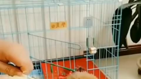 Funny dogs reactions to little food😂