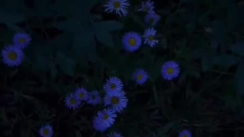 Night' Change