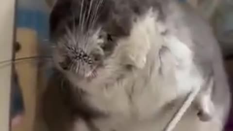 Chinchilla Really Loves Being Combed