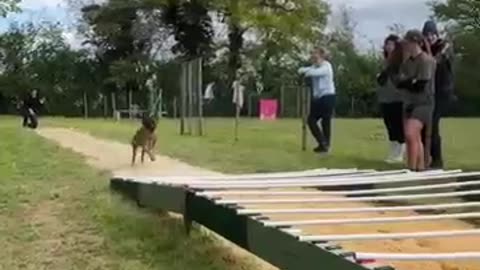My Friend Dog vs My Dog 🐕 😂