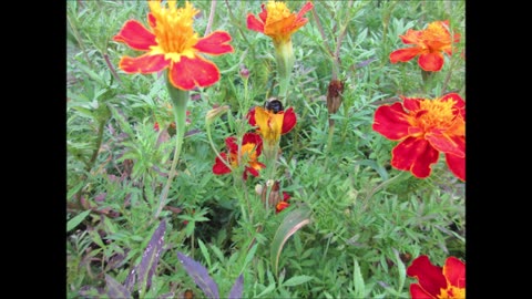 Marigold Mystery Marigold July 2024
